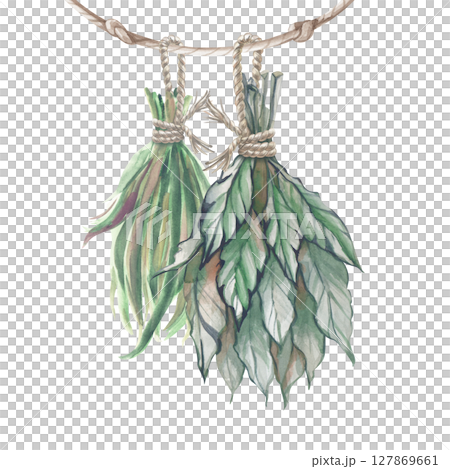 Two bunches of grass are drying on a rope. Watercolor illustration of suspended dry grass on a white background. Witchcraft. Gardening, Esotericism. Aromatherapy. Clipart. 127869661