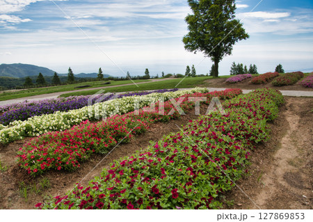 色々な色の花咲く花畑　　花座敷　淡路島 127869853