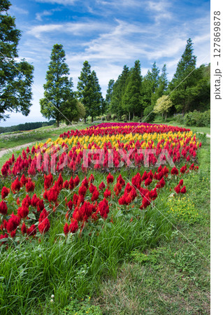 色々な色の花咲くケイトウの花畑　　花座敷　淡路島 127869878