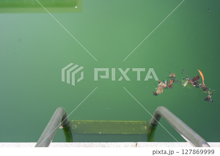 Swimming pool with dirty green water close-up. Swimming pool with dirty green water close-up. 127869999