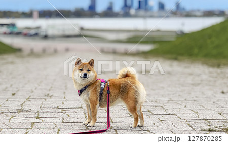Adorable red Shiba Inu dog happily walking on lush green gras Adorable red Shiba Inu dog happily walking on lush green gras 127870285