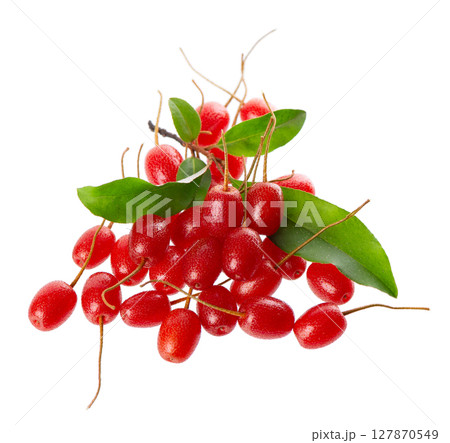Elaeagnus multiflora isolated on white background. Cherry elaeagnus or cherry silverberry with green leaves. Goumi or gumi berry. Elaeagnus multiflora isolated on white background. Cherry elaeagnus or cherry silverberry with green leaves. Goumi or gumi berry. 127870549