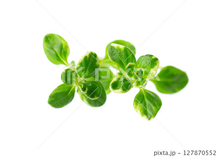 Fresh thyme sprig isolated on white background. Lemon thyme or Thymus citriodorus. Medicinal and culinary herb. Clipping path. Fresh thyme sprig isolated on white background. Lemon thyme or Thymus citriodorus. Medicinal and culinary herb. Clipping path. 127870552