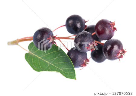 Serviceberry with green leaves isolated on white background. Saskatoon, amelanchier, shadbush, juneberry, irga or sugarplum ripe berries. 127870558