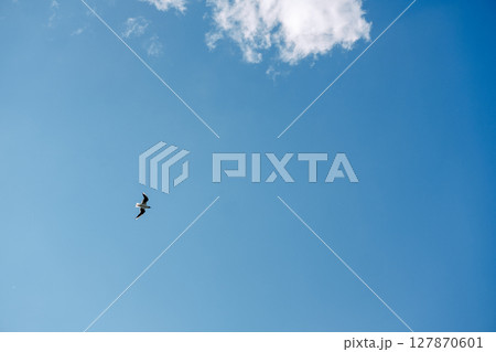 Seagull in the blue sky, view from below Seagull in the blue sky, view from below 127870601