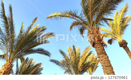 Tall palm trees under a clear blue sky bask in golden sunlight, evoking tropical vibes and a perfect summer getaway atmosphere.  127870961