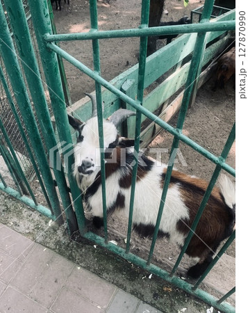 Goat at the green fence 127870990