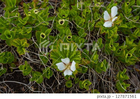 Close-up of Arctic tundra flora in Teriberka Nature Reserve, Russia, featuring green vegetation and delicate white cloudberry flowers among dry twigs 127871561