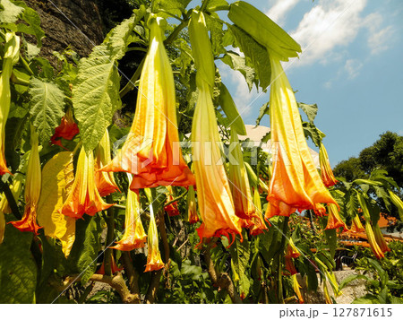 Beautiful Brugmansia Blooms in Montenegros Boka Kotorska Region Under Sunny Skies 127871615