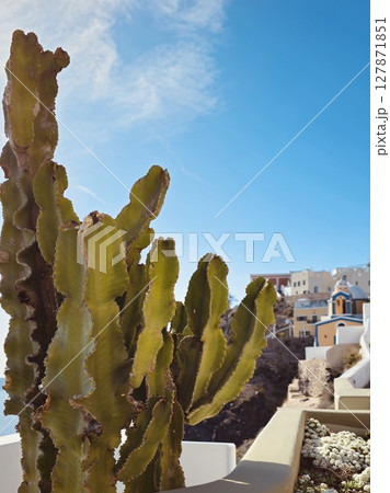 A tall cactus on a Santorini balcony with a view of whitewashed Cycladic houses 127871851