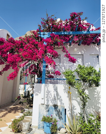 Bright pink bougainvillea, incredibly beautiful flower on the Santorini, courtyard in Cycladic style 127871927