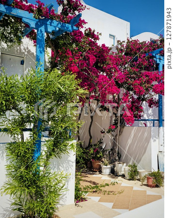 Bright pink bougainvillea, incredibly beautiful flowers on the Greek island of Santorini, cozy courtyard in Cycladic style Bright pink bougainvillea, incredibly beautiful flowers on the Greek island of Santorini, cozy courtyard in Cycladic style 127871943