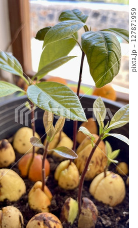 Growing Avocado from a Pit 127871959