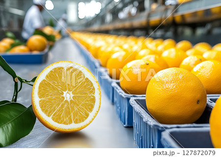 Industrial orange processing plant with fresh citrus fruits on conveyor belt 127872079