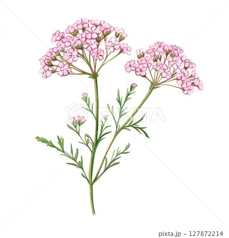 drawing of two pink yarrows on a white background 127872214