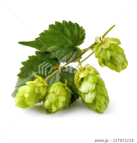 hops on a white background showcasing their vibrant green color and unique shape 127872218