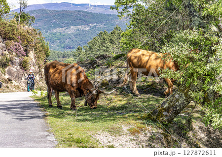 The Cachena cow in Nationalpark Peneda-Geres in North Portugal, a traditional Portuguese mountain cattle The Cachena cow in Nationalpark Peneda-Geres in North Portugal, a traditional Portuguese mountain cattle 127872611
