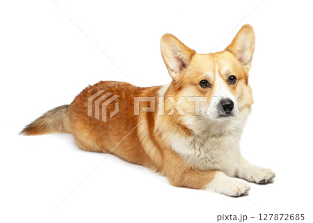corgi isolated on white background. Cute red dog 127872685