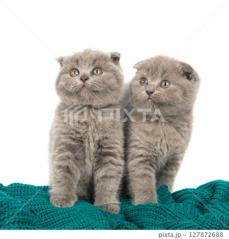 Cute grey British Shorthair cat kitten on a white background. Cute grey British Shorthair cat kitten on a white background. 127872688