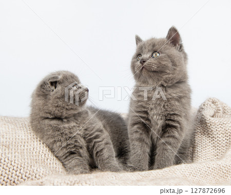 Cute grey British Shorthair cat kitten on a white background. Cute grey British Shorthair cat kitten on a white background. 127872696