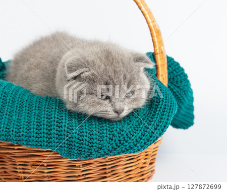 Cute grey British Shorthair cat kitten on a white background. Cute grey British Shorthair cat kitten on a white background. 127872699
