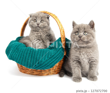 Cute grey British Shorthair cat kitten on a white background. 127872700