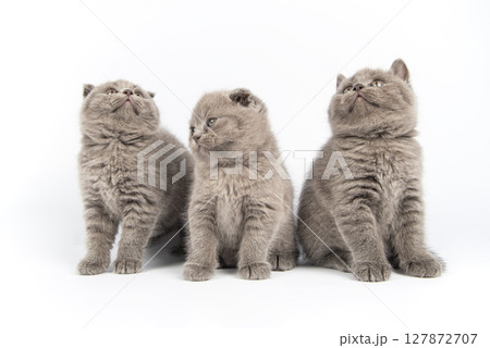 Cute grey British Shorthair cat kitten on a white background. 127872707