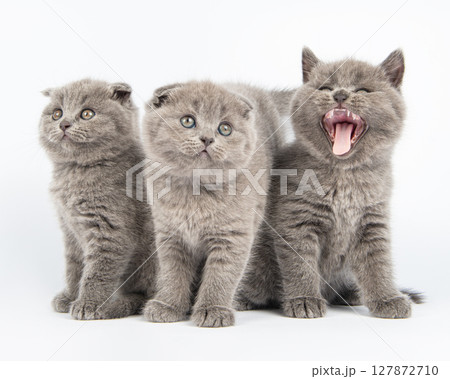 Cute grey British Shorthair cat kitten on a white background. Cute grey British Shorthair cat kitten on a white background. 127872710