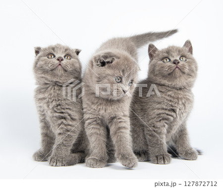 Cute grey British Shorthair cat kitten on a white background. 127872712