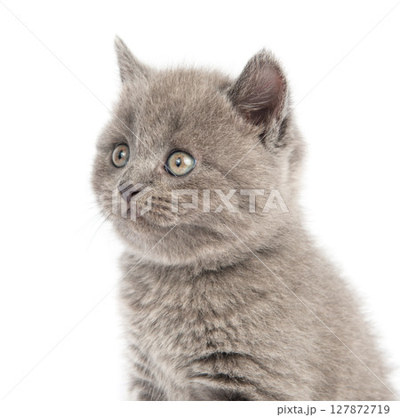Cute grey British Shorthair cat kitten on a white background. 127872719