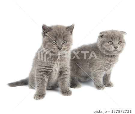 Cute grey British Shorthair cat kitten on a white background. Cute grey British Shorthair cat kitten on a white background. 127872721