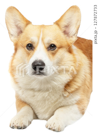 corgi welsh pembroke isolated corgi welsh pembroke isolated 127872733