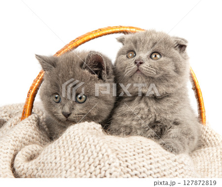 Purebred British Shorthair Blue Kitten in the basket Purebred British Shorthair Blue Kitten in the basket 127872819
