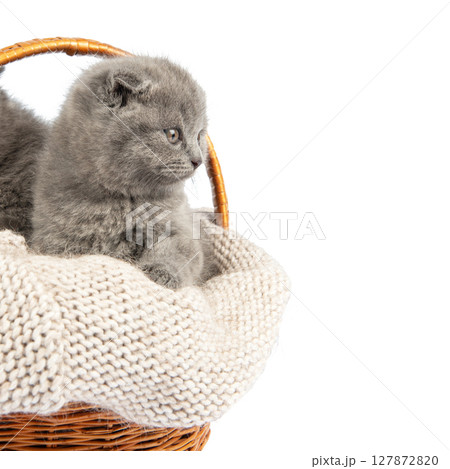 Purebred British Shorthair Blue Kitten in the basket 127872820