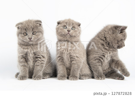 British kitten on white background British kitten on white background 127872828