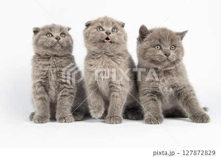 British kitten on white background British kitten on white background 127872829