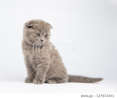 gray british kitten, on white background gray british kitten, on white background 127872831