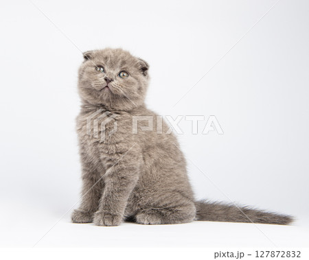 gray british kitten, on white background 127872832