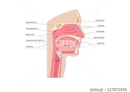 Nasal cavity poster 127872839
