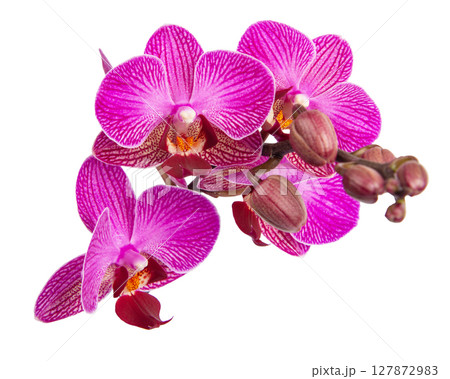 Purple orchid flower with veins isolated on a white background 127872983