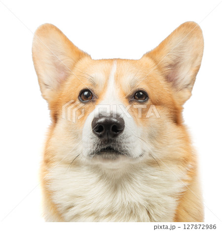 corgi welsh pembroke isolated on white background 127872986