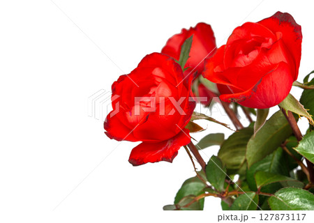Beautiful Red Roses Flower Isolated on White Background Beautiful Red Roses Flower Isolated on White Background 127873117