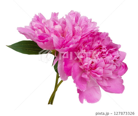 Pink beautiful peony flower isolated on the white background 127873326