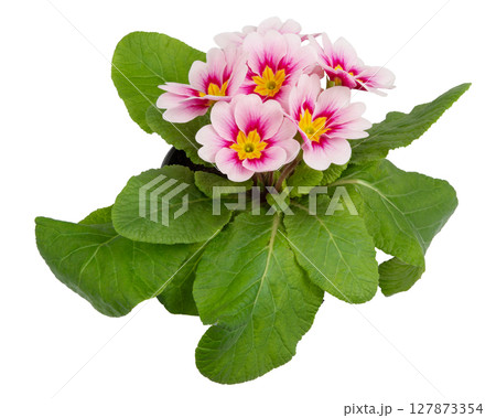 Beautiful primula (primrose) plant with pink flowers isolated on white, top view. Spring blossom Beautiful primula (primrose) plant with pink flowers isolated on white, top view. Spring blossom 127873354