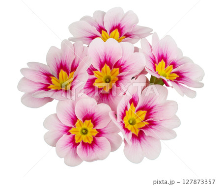 Beautiful primula (primrose) plant with pink flowers isolated on white, top view. Spring blossom 127873357