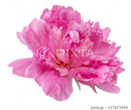 Pink beautiful peony flower isolated on the white background 127873409