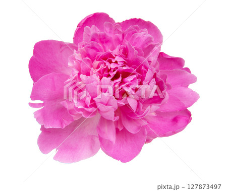 Beautiful pink peony isolated on white background Beautiful pink peony isolated on white background 127873497