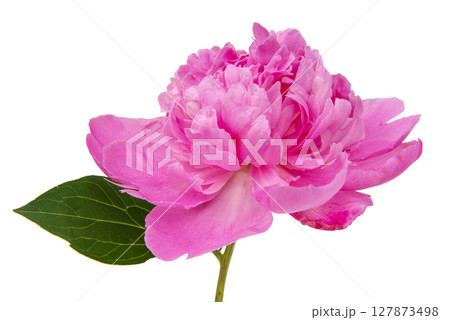 Beautiful pink peony isolated on white background Beautiful pink peony isolated on white background 127873498