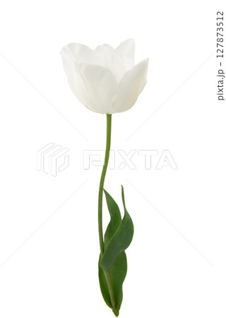 White tulip flower isolated on white background. Beautiful composition for advertising White tulip flower isolated on white background. Beautiful composition for advertising 127873512