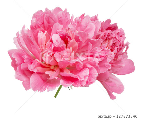 Beautiful pink peony isolated on white background 127873540